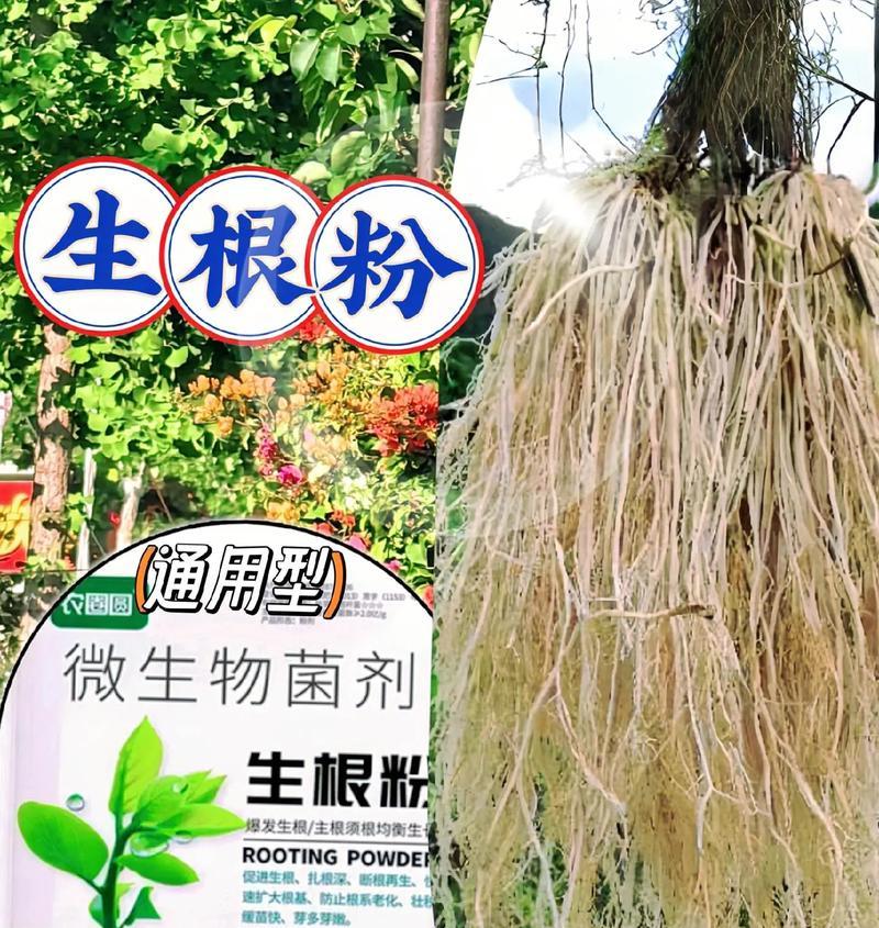 促进植物快速生根的技巧有哪些？
