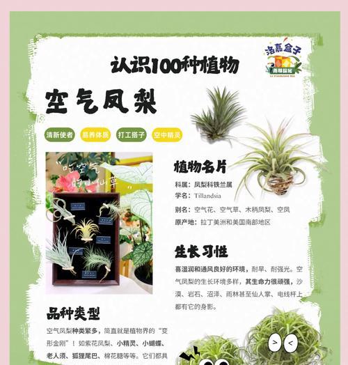 空气凤梨繁殖方法是什么？繁殖后如何照料？