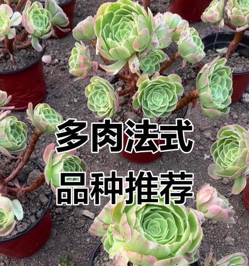 法师品种有哪些？它们的养护和繁殖方法是什么？