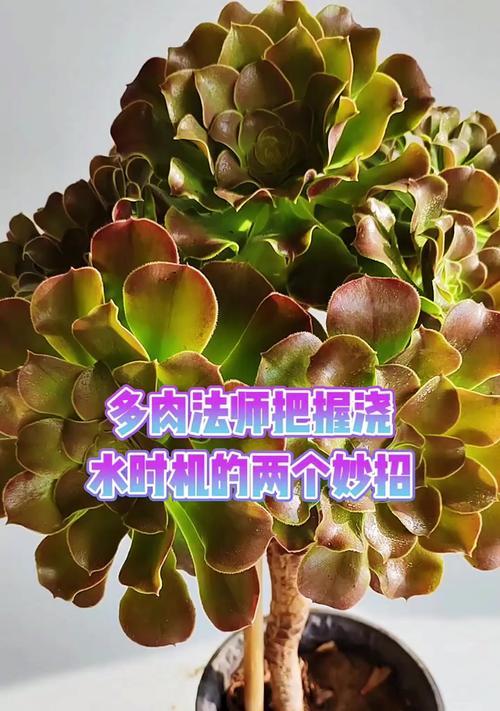 法师品种有哪些？它们的养护和繁殖方法是什么？