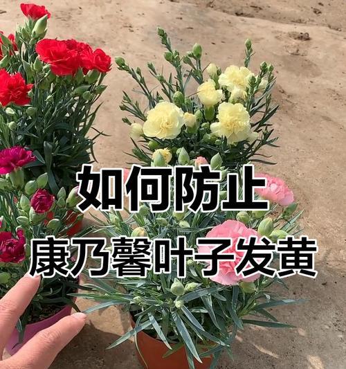 康乃馨的养护技巧有哪些？