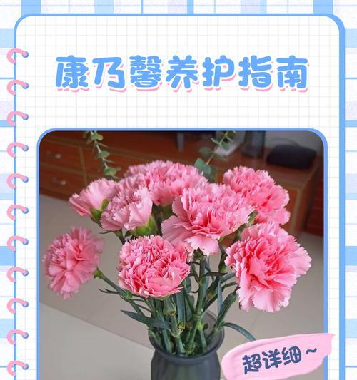 康乃馨的养护技巧有哪些？
