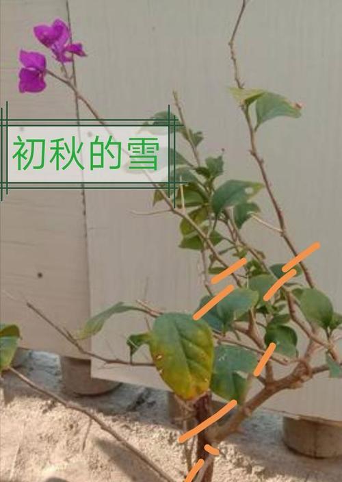 三角梅徒长枝修剪技巧是什么？