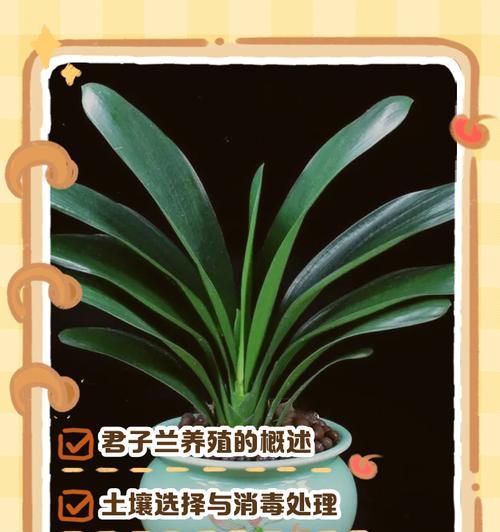 君子兰室内养护技巧有哪些？
