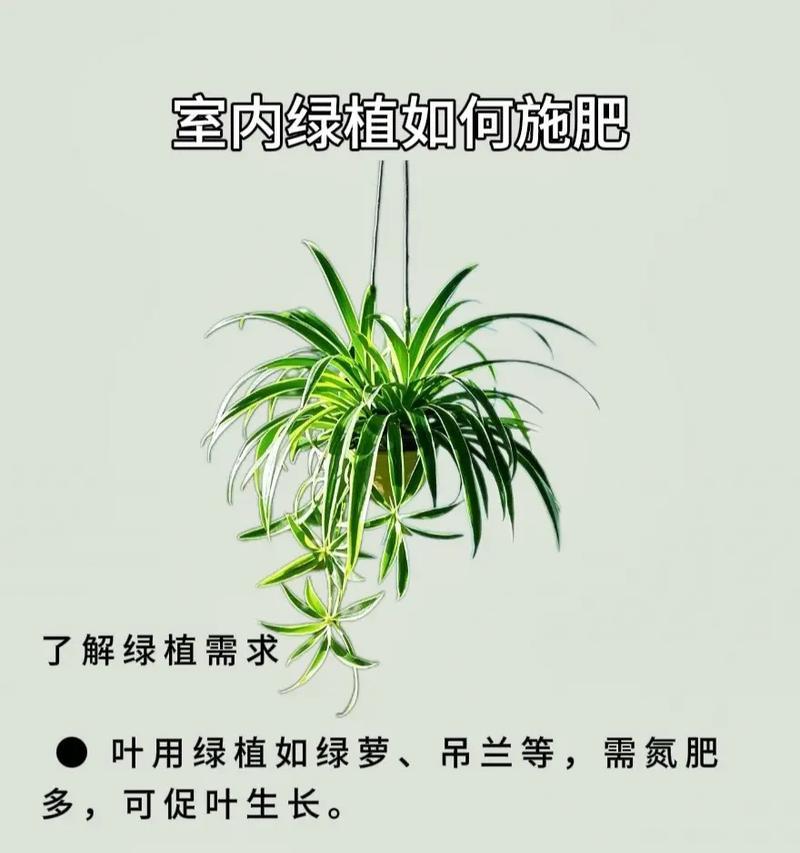 榕树施肥的最佳时机是什么时候？榕树施肥时应该注意哪些事项？
