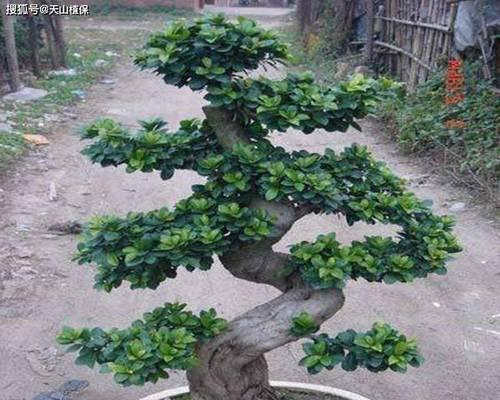 榕树施肥的最佳时机是什么时候？榕树施肥时应该注意哪些事项？