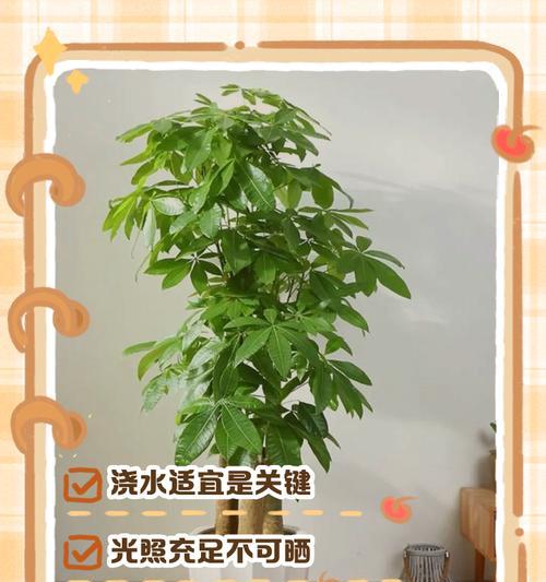 发财树生根困难怎么办？有效促进生根的方法有哪些？
