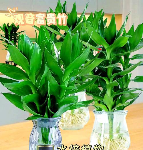 冬季绿植养护有哪些常见问题？