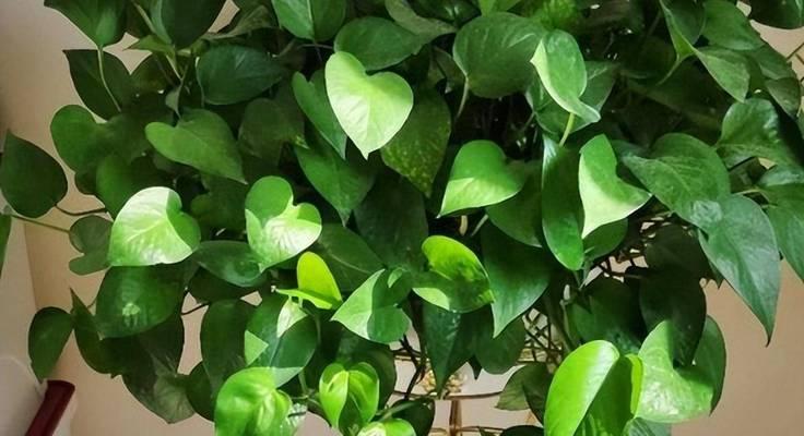 冬季绿植养护有哪些常见问题？