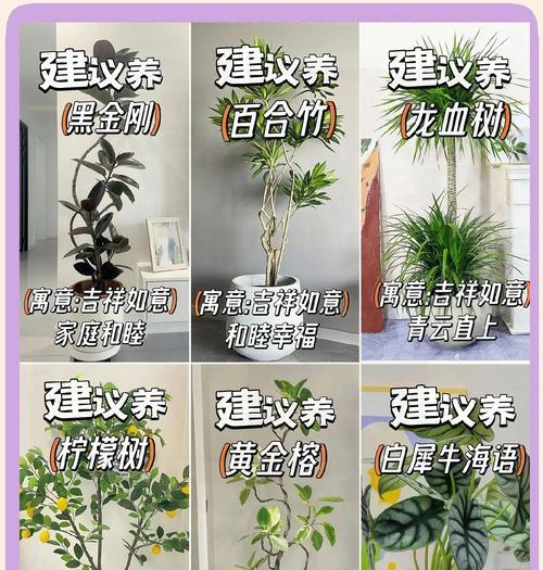 冬季绿植养护有哪些常见问题？