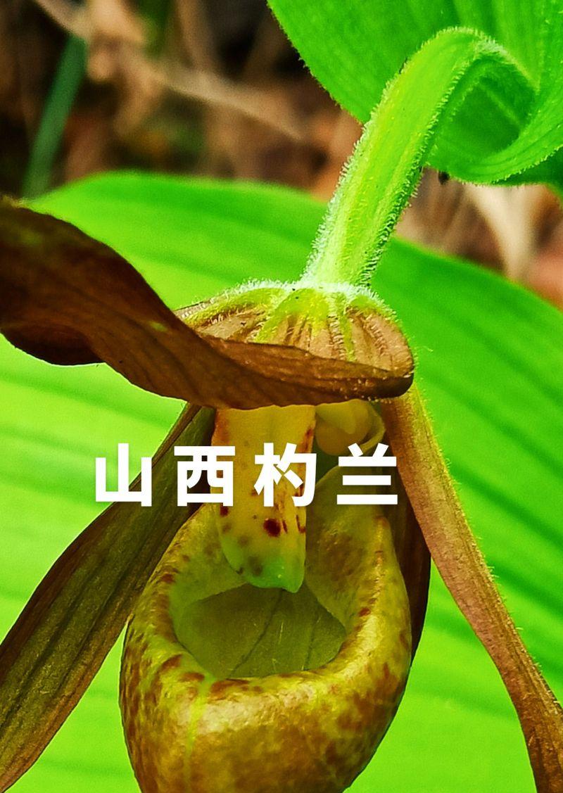 兰科植物有哪些？兰科植物的分类和养护要点是什么？