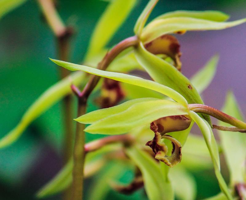 兰科植物有哪些？兰科植物的分类和养护要点是什么？