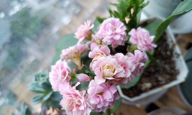 长寿花适合什么花盆？如何选择适合长寿花的花盆？
