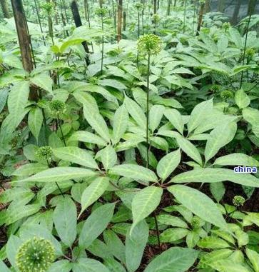 三七草的养殖方法和常见问题是什么？
