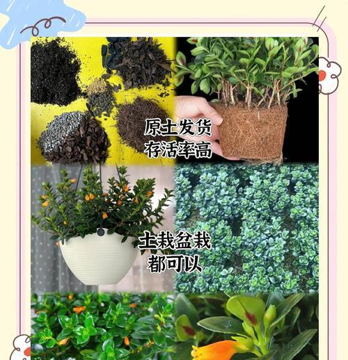 金鱼吊兰生虫了如何处理？有效防治方法是什么？