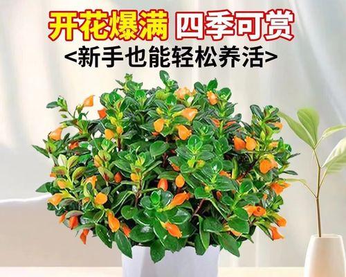 金鱼吊兰生虫了如何处理？有效防治方法是什么？