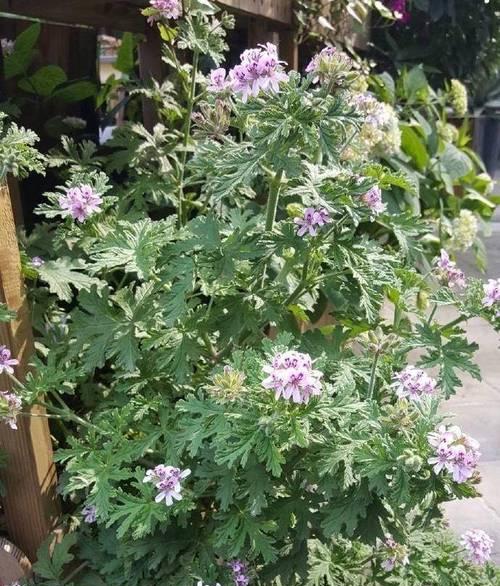驱蚊植物选择：哪些树种具有驱蚊效果？