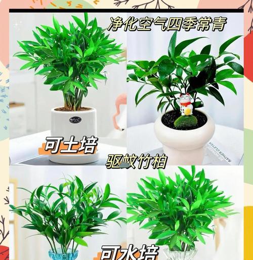 驱蚊植物选择：哪些树种具有驱蚊效果？