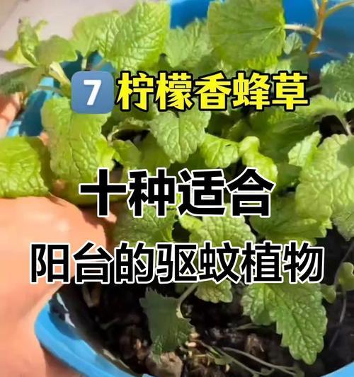 驱蚊植物选择：哪些树种具有驱蚊效果？
