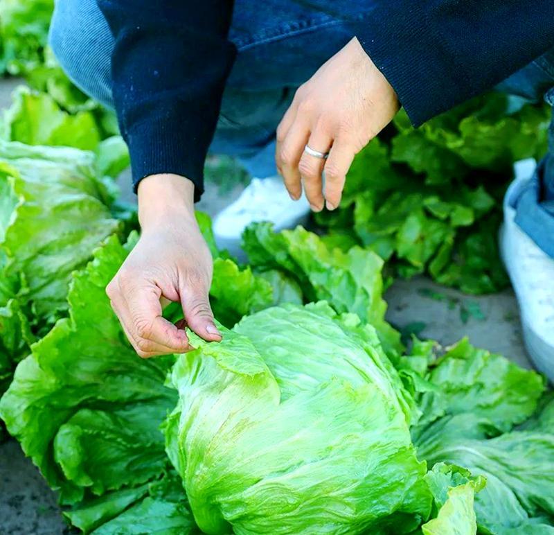 秋生菜怎么种植？秋生菜的种植方法有哪些常见问题？
