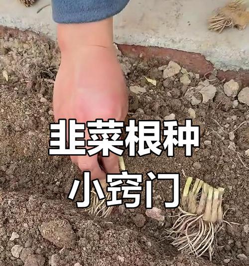 韭菜种植方法有哪些？如何正确种植韭菜？