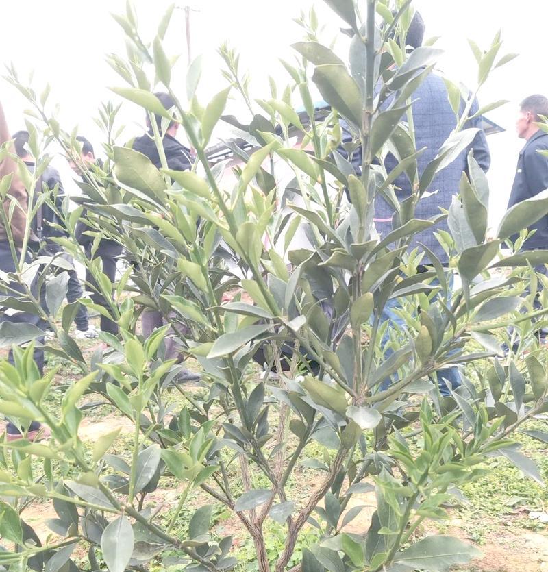 金桔树怎么种植方法？从种子到成树的全过程解析？