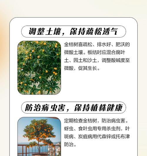 金桔树怎么种植方法？从种子到成树的全过程解析？