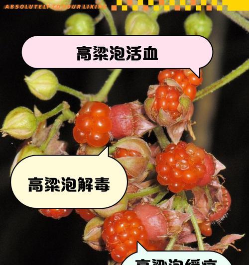 高粱催芽的正确方法是什么？需要特别注意哪些步骤？