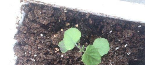 芒果核催芽方法是什么？步骤和注意事项有哪些？