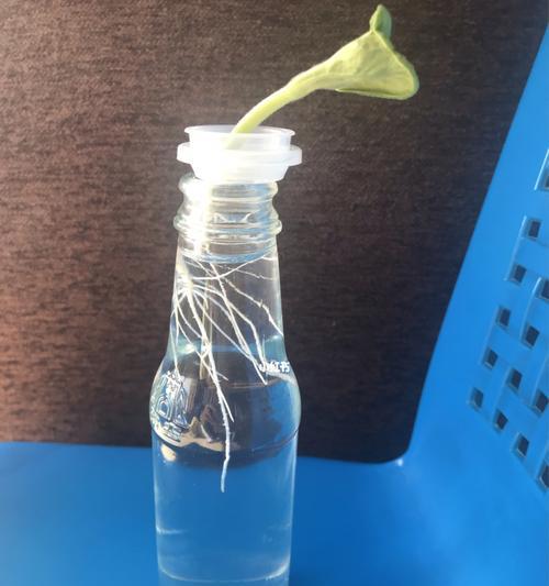 白瓜子催芽方法是什么？需要特别注意哪些步骤？