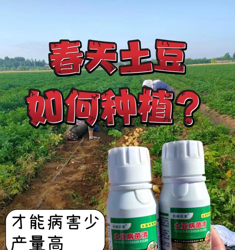土豆怎么种植方法？从播种到收获的全过程解析？