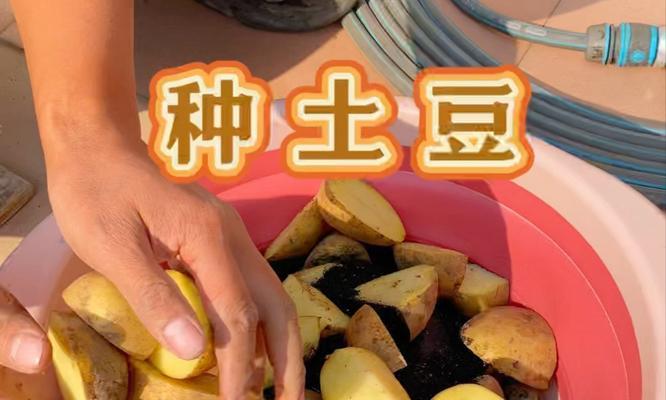 土豆怎么种植方法？从播种到收获的全过程解析？