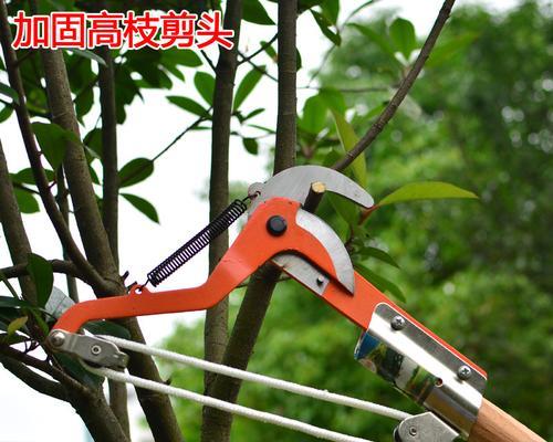 桂圆冬天修剪枝条的正确方法是什么？修剪后如何管理？