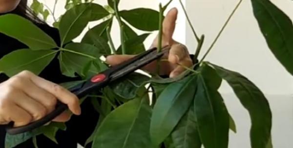 招财树修剪枝叶的最佳时机是什么时候？如何正确修剪以促进生长？