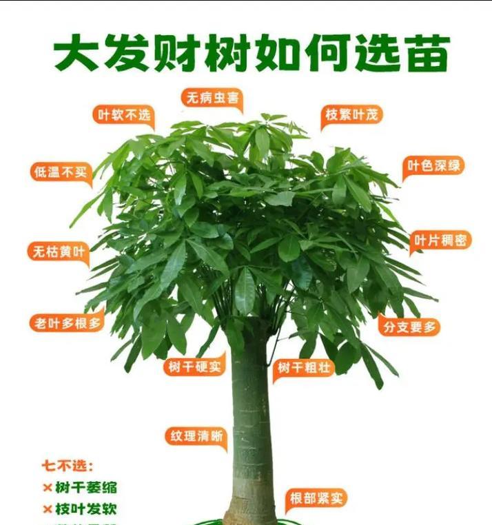 招财树修剪枝叶的最佳时机是什么时候？如何正确修剪以促进生长？