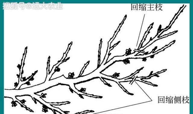真金花修剪枝条的最佳时机是什么时候？如何正确修剪？
