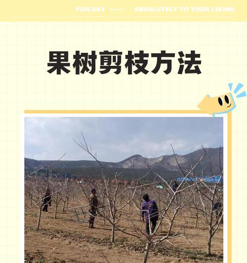 果树剪枝怎么修剪好看？修剪果树的正确步骤和技巧是什么？