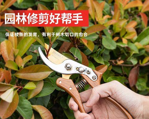 果树剪枝怎么修剪好看？修剪果树的正确步骤和技巧是什么？