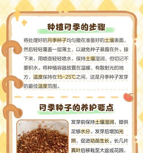月季头种植方法是什么？如何正确进行月季头的种植？
