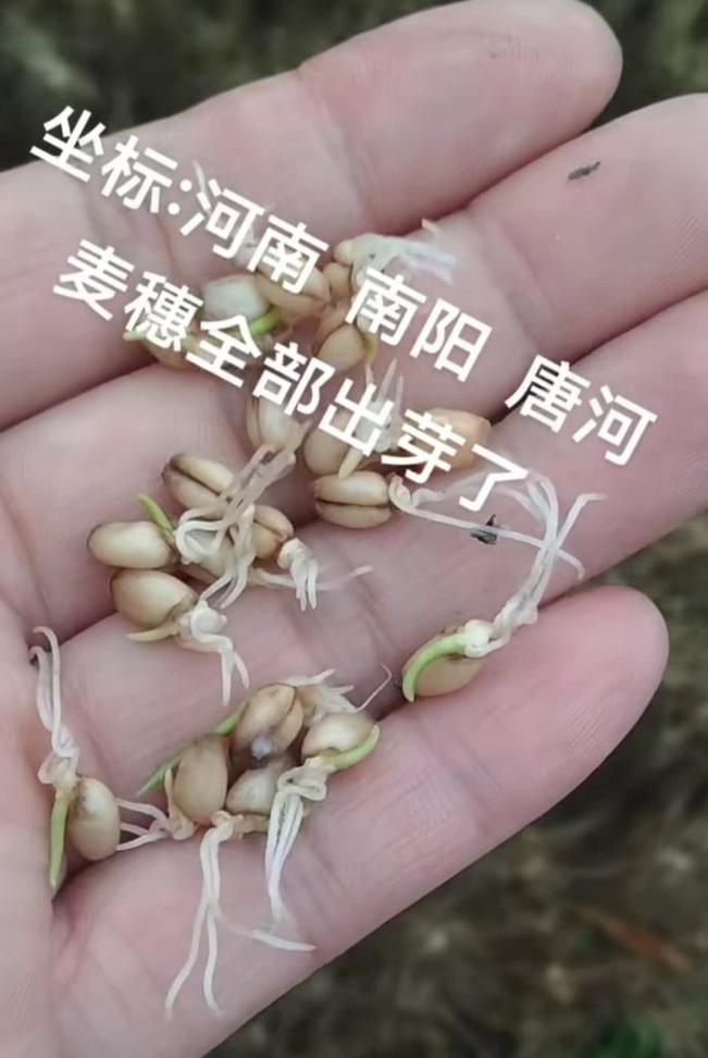 新小麦催芽方法是什么？需要多长时间才能发芽？