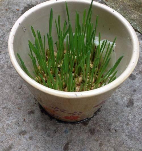 新小麦催芽方法是什么？需要多长时间才能发芽？