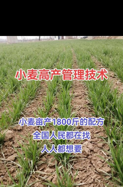 新小麦催芽方法是什么？需要多长时间才能发芽？