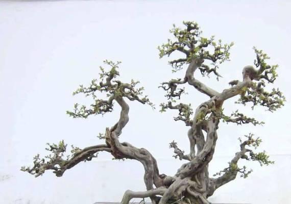 雀梅修剪怎么剪枝？修剪步骤和注意事项是什么？