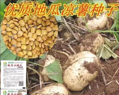 凉薯育种和种植方法有哪些常见问题？