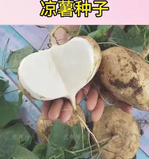 凉薯育种和种植方法有哪些常见问题？