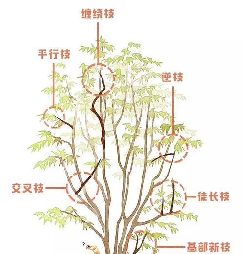 槐叶浮萍修剪枝条的正确方法是什么？