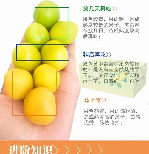 不成熟杏怎么种植方法？有哪些步骤和注意事项？