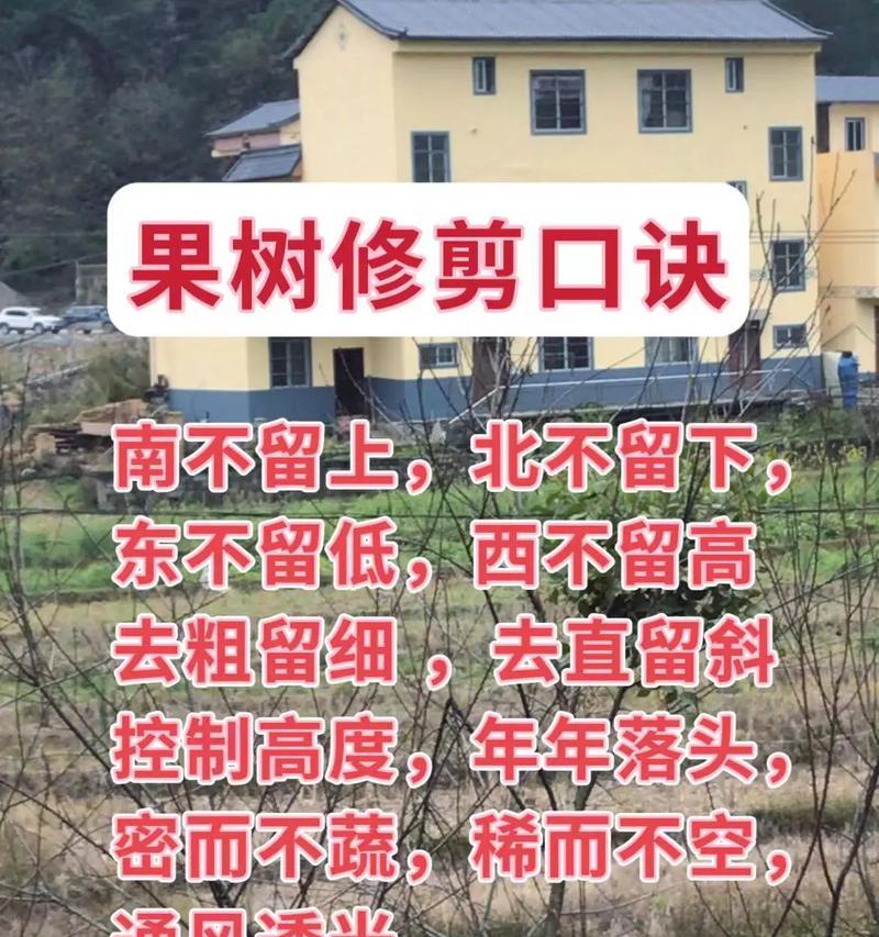 枣树修剪枝怎么处理？修剪后如何促进新枝生长？