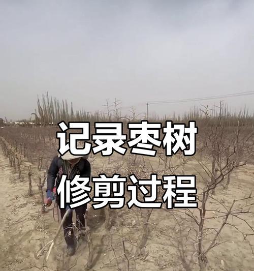 枣树修剪枝怎么处理？修剪后如何促进新枝生长？