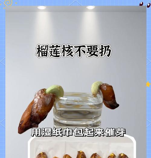 榴莲种子催芽最快的方法是什么？需要多长时间才能发芽？